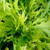 2000 Mizuna Mustard Seeds for Planting Heirloom Non GMO 4+ Grams Garden Vegetable Bulk Survival Microgreems Mustard Sprouts view 2