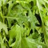 2000 Mizuna Mustard Seeds for Planting Heirloom Non GMO 4+ Grams Garden Vegetable Bulk Survival Microgreems Mustard Sprouts view 3