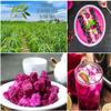 CHAVI Freeze-Dried Diced Dragon Fruit Snack | 12 oz | Pack of 6 x 2 oz - Healthy 1 Ingredient Superfood - No Added Sugars or Preservatives - Non-GMO, Vegan, Gluten-Free view 4
