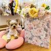 AMROSE Large 13'' Gift Bag withTissue Paper and Card, Recyclable Paper Gift Bag for Birthdays, Mother's Day, Wedding, Engagement, Christmas, Parties and More,Watercolor Floral view 3