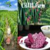 CHAVI Dragon Fruit Chips - Pack of 6 x 2 Oz - Healthy 1 Ingredient Superfood Snack - No Added Sugars or Preservatives - Non-GMO, Vegan, Gluten-Free (Pack of 6) view 4