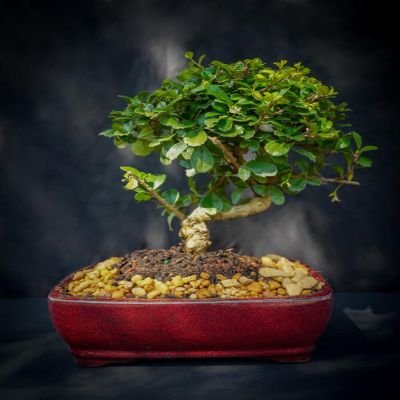 Imported Indooors Fukien Tea Bonsai Tree 12yrs Old Easy to Care. Fruits and Flowers