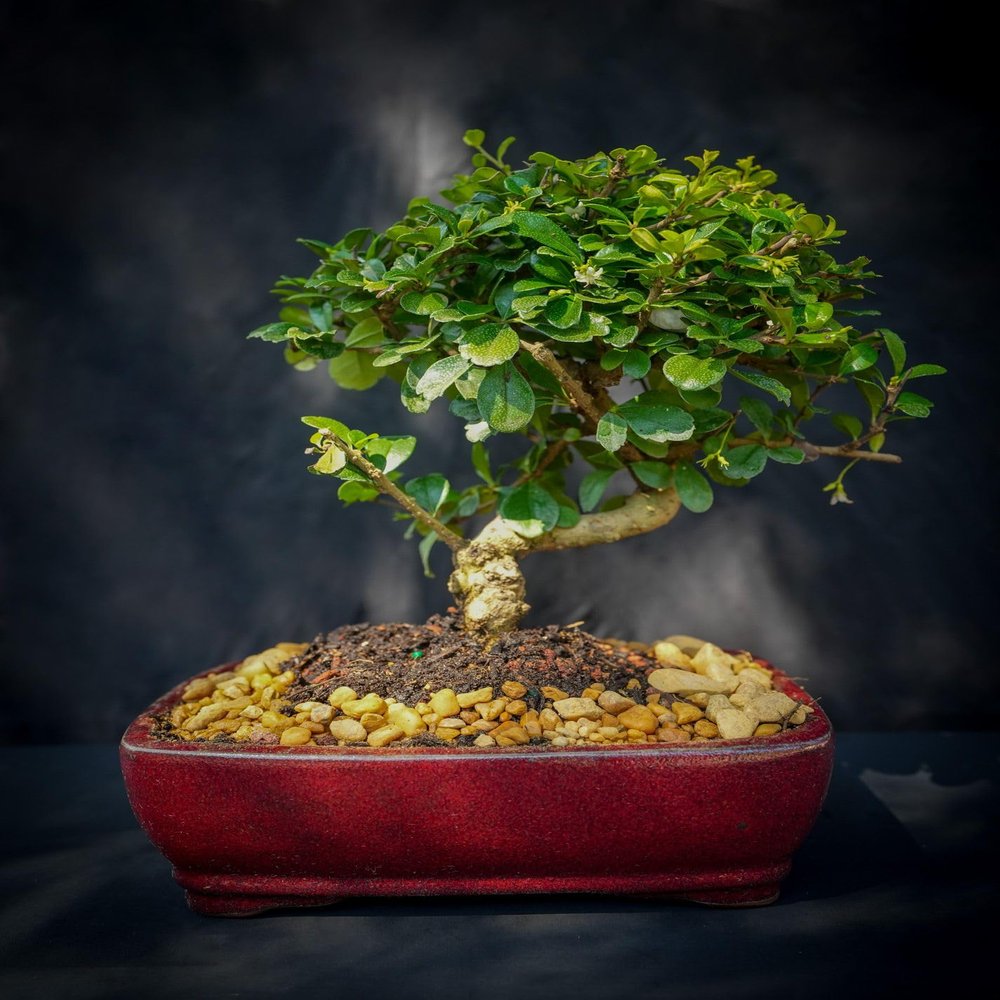 Imported Indooors Fukien Tea Bonsai Tree 12yrs Old Easy to Care. Fruits and Flowers