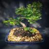 Imported Indooors Fukien Tea Bonsai Tree 12yrs Old Easy to Care. Fruits and Flowers view 2