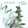 100% Pure Himalayan Eucalyptus Essential Oil | Organic Essential Oils For Diffuser & Shower | Pure and Organic Aromatherapy Oil - Home, Cars And Workspace By The Bodhi Press 10ML/0.33 FL OZ view 2