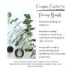 100% Pure Himalayan Eucalyptus Essential Oil | Organic Essential Oils For Diffuser & Shower | Pure and Organic Aromatherapy Oil - Home, Cars And Workspace By The Bodhi Press 10ML/0.33 FL OZ view 3