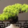 GRFIT Artificial Bonsai Welcome Pine Tree Bonsai Simulation Pine Bonsai Decoration Zen Living Room Decoration Gateway Cabinet Office Fake Plant Decoration view 3