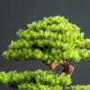 Artificial Bonsai Simulated Bonsai Welcoming Guests Pine Green Plant Bonsai Decoration Landscape Hotel Living Room Decoration Indoor Landscape Fake Plant Decoration view 3