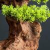 Artificial Bonsai Simulated Bonsai Welcoming Guests Pine Green Plant Bonsai Decoration Landscape Hotel Living Room Decoration Indoor Landscape Fake Plant Decoration view 4