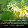 Airoomoil Ylang Ylang Essential Oil for Diffuser & DIY Use, 100% Pure Natural Floral Aroma, Large 4 fl oz Bottle for Daily Diffusing, Candle & Soap Making, Blending with Other Essential Oils view 4