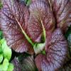 2000 Japanese Red Giant Mustard Seeds for Planting Heirloom Non GMO 4+ Grams Garden Vegetable Bulk Survival Microgreems Mustard Sprouts view 1