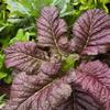 2000 Japanese Red Giant Mustard Seeds for Planting Heirloom Non GMO 4+ Grams Garden Vegetable Bulk Survival Microgreems Mustard Sprouts view 2