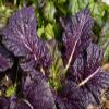 2000 Japanese Red Giant Mustard Seeds for Planting Heirloom Non GMO 4+ Grams Garden Vegetable Bulk Survival Microgreems Mustard Sprouts view 3