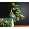 GRFIT Fake Plants Bonsai Tree Faux Pine Tree Bonsai Juniper Tree Bonsai Artificial Bonsai Tree Indoor Decoration House Plant with Ceramic Pot Artificial Plants Indoor view 2