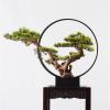 Artificial Bonsai Artificial Bonsai Tree New Chinese Style Green Simulation Welcome Pine Bonsai Tree Indoor Living Room Decor Artificial Bonsai Plant Metal Frame for Home Office view 4