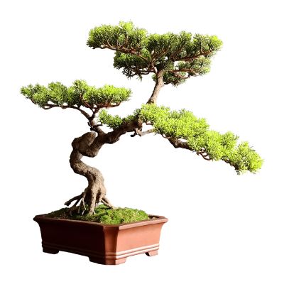 Artificial Bonsai Artificial Bonsai Tree Faux Tree Bonsai Pine Tree Bonsai with Red Ceramic Pot Indoor Decoration House Plant for Desktop Home Decor for Home Office