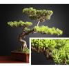 Artificial Bonsai Artificial Bonsai Tree Faux Tree Bonsai Pine Tree Bonsai with Red Ceramic Pot Indoor Decoration House Plant for Desktop Home Decor for Home Office view 3