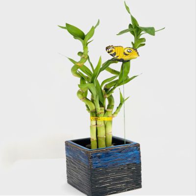 15" Spiral and Stright Lucky Bamboo Plant with Black and Blue Ceramic Vase, Natural Home Ornament, Zen Garden, Office Desk Decor