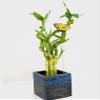 15" Spiral and Stright Lucky Bamboo Plant with Black and Blue Ceramic Vase, Natural Home Ornament, Zen Garden, Office Desk Decor view 1