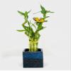 15" Spiral and Stright Lucky Bamboo Plant with Black and Blue Ceramic Vase, Natural Home Ornament, Zen Garden, Office Desk Decor view 2