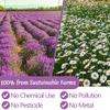 135 Premium Chamomile & Lavender Tea Bags,Relief & Caffeine Free & 100% Natural. view 3