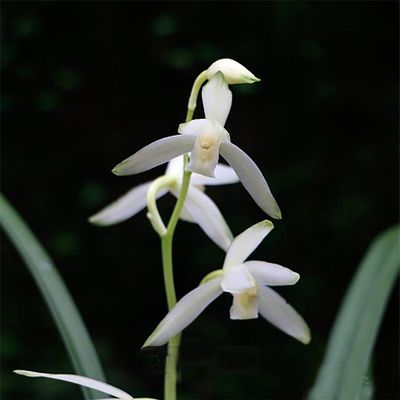 Cymbidium ensifolium QingShanYuQuan with 5+ pseudobulbs, Very Fragrant