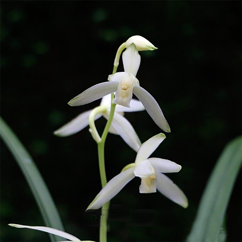 Cymbidium ensifolium QingShanYuQuan  with 5+ pseudobulbs, Very Fragrant