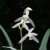 Cymbidium ensifolium QingShanYuQuan  with 5+ pseudobulbs, Very Fragrant view 1