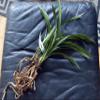 Cymbidium ensifolium QingShanYuQuan  with 5+ pseudobulbs, Very Fragrant view 2