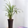 Cymbidium ensifolium QingShanYuQuan  with 5+ pseudobulbs, Very Fragrant view 3