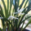 Cymbidium ensifolium QingShanYuQuan  with 5+ pseudobulbs, Very Fragrant view 4