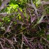 1000 Mizuna Red Leaf Mustard Seeds for Planting Heirloom Non GMO 2+ Grams Garden Vegetable Bulk Survival Microgreems Mustard Sprouts view 1