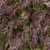 500 Mizuna Red Leaf Mustard Seeds for Planting Heirloom Non GMO 1+ Grams Garden Vegetable Bulk Survival Microgreems Mustard Sprouts view 2