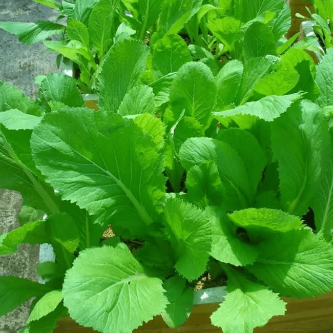 500 Seeds Asian Mustard Green Mustasa GAI Choy 1000+ Seeds