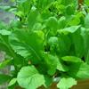 500 Seeds Asian Mustard Green Mustasa GAI Choy 1000+ Seeds view 1
