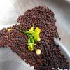 500 Seeds Asian Mustard Green Mustasa GAI Choy 1000+ Seeds view 2