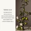 Homecourt Dish Soap, Dishwashing Liquid with Clean Ingredients, Non-Toxic & Skin-Safe, Safe for People & Pets, Neroli Leaf, 16 fl oz view 4