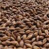 Warminster English Brown Malt 45L 1LB Uncrushed 1584A view 2