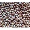 Fio Fio Beans/Pigeon Pea/Gandules/Jamaica Gungo view 1