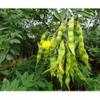 Fio Fio Beans/Pigeon Pea/Gandules/Jamaica Gungo view 2