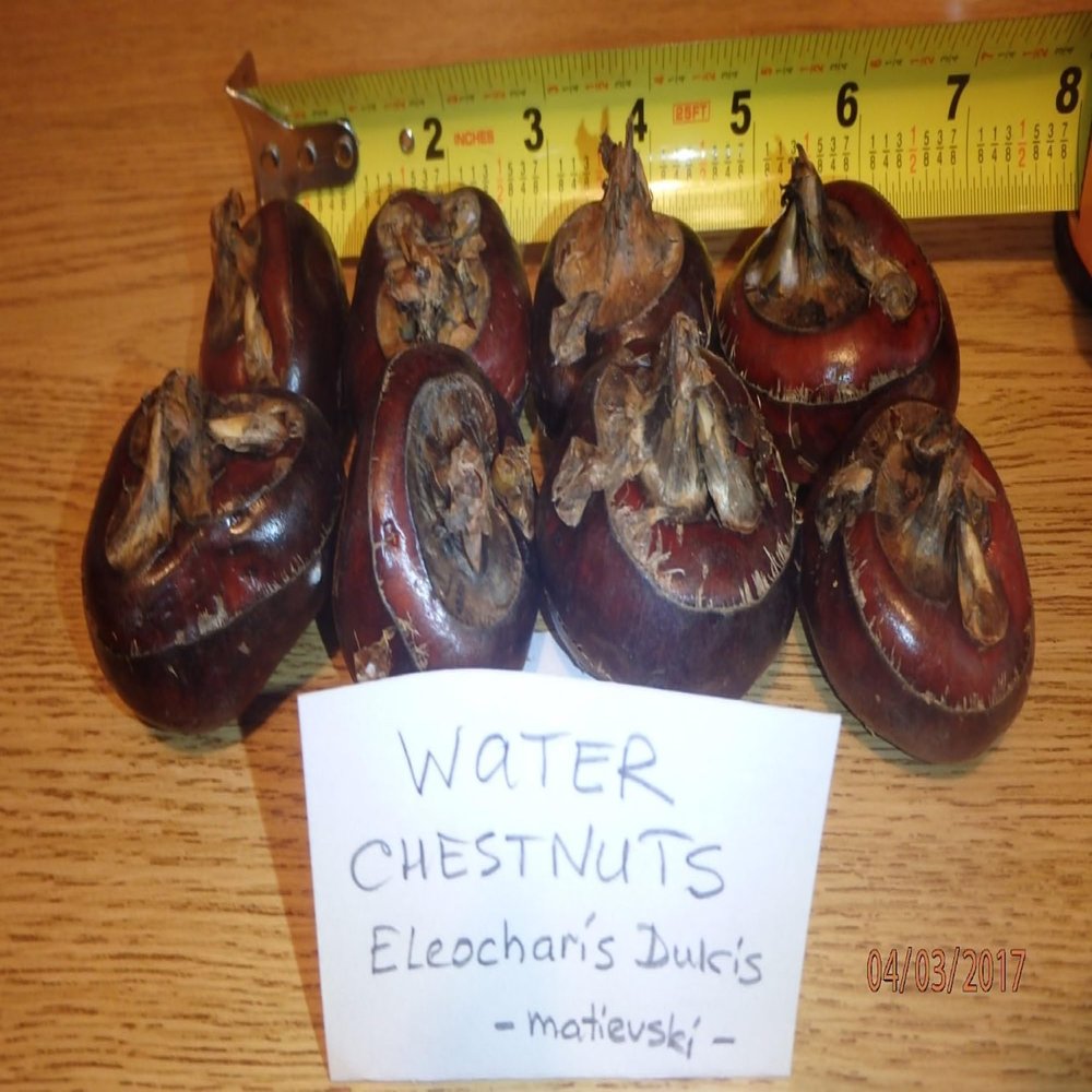 8 Bulbs of Chineese Water Chestnuts (Eleocharis dulcis), Sweet, Edible
