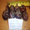 8 Bulbs of Chineese Water Chestnuts (Eleocharis dulcis), Sweet, Edible view 1
