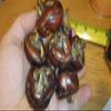 8 Bulbs of Chineese Water Chestnuts (Eleocharis dulcis), Sweet, Edible view 2