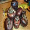 8 Bulbs of Chineese Water Chestnuts (Eleocharis dulcis), Sweet, Edible view 4
