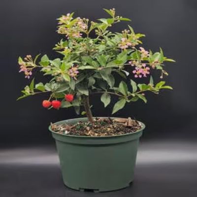 Indoorbonsaiandexotics Prebonsai Weeping Cherry That Does Flower and Fruit. You can eat Them Indoors Detailed Growing Information in Box. Contact us When Arrives to go Over Care and Any Questions