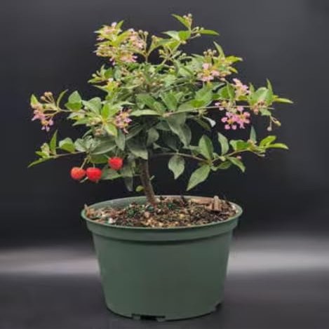 Indoorbonsaiandexotics Prebonsai Weeping Cherry That Does Flower and Fruit. You can eat Them Indoors Detailed Growing Information in Box. Contact us When Arrives to go Over Care and Any Questions