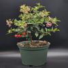 Indoorbonsaiandexotics Prebonsai Weeping Cherry That Does Flower and Fruit. You can eat Them Indoors Detailed Growing Information in Box. Contact us When Arrives to go Over Care and Any Questions view 1