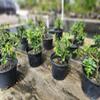 Indoorbonsaiandexotics Prebonsai Weeping Cherry That Does Flower and Fruit. You can eat Them Indoors Detailed Growing Information in Box. Contact us When Arrives to go Over Care and Any Questions view 2