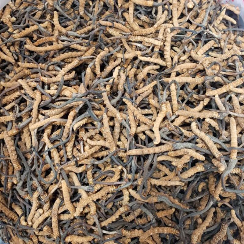 Akersunder Genuine Dried Cordyceps sinensis/winterworm summerherb, Ophiocordyceps sinensis, Tibet Featured, (6 pcs) net Weight 1g.
