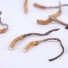 Akersunder Genuine Dried Cordyceps sinensis/winterworm summerherb, Ophiocordyceps sinensis, naqu cordyceps, 1g. (Broken Grass with Tail) view 1